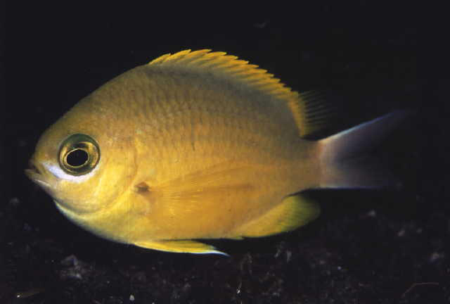 Chromis analis (Castagnola gialla)